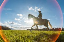 PBEC’s Tips For Keeping Your Performance Horse Cool In The Heat