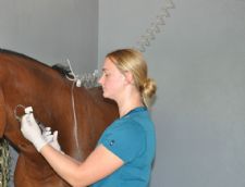 Meet Hospital Technician Allison Schatzley, PLUS More November Health News From Palm Beach Equine Clinic