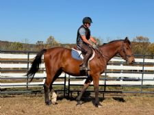 Leone Equestrian Law Investigates: Do Body Protectors Provide Perceived or Actual Protection?