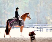 2025 World Equestrian Center – Ocala Dressage Competition Calendar Confirmed With Eleven Competitions