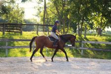 How Halsey Brought Hope, Become an Equidopter, DEFHR job opportunity, and More From Days End Farm Horse Rescue