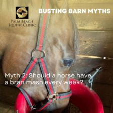 Intern Q&A, Rehabbing Soft Tissue Injuries, Barn Myth Busters, and More!
