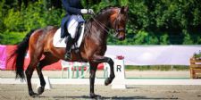 Common Dressage Injuries, AGDF 3 Winners, and More