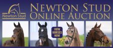 Newton Stud Presents Outstanding Dressage Horse Auction Collection