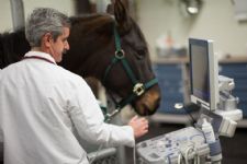PBEC in Georgia, Board Certification, Tapir CT Scans, and More!